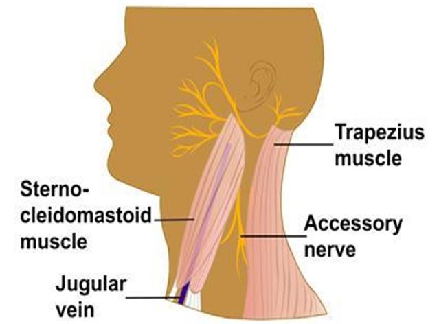 Neck Dissection - American Head & Neck Society