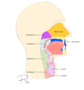 Mucosal Malignancy Section Patient Information - American Head & Neck ...